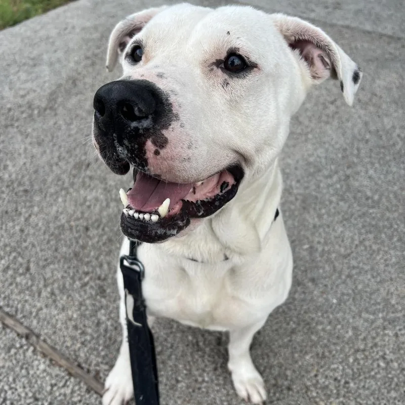 An adult large-sized male White / Cream Pit Bull Terrier dog named Dalton for adoption in Salt Lake City, UT