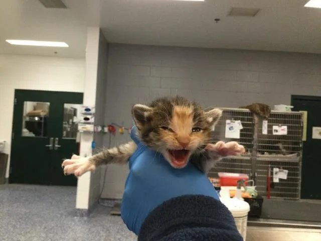 A baby small-sized female Domestic Short Hair cat named Pecan for adoption in Thousand Palms, CA