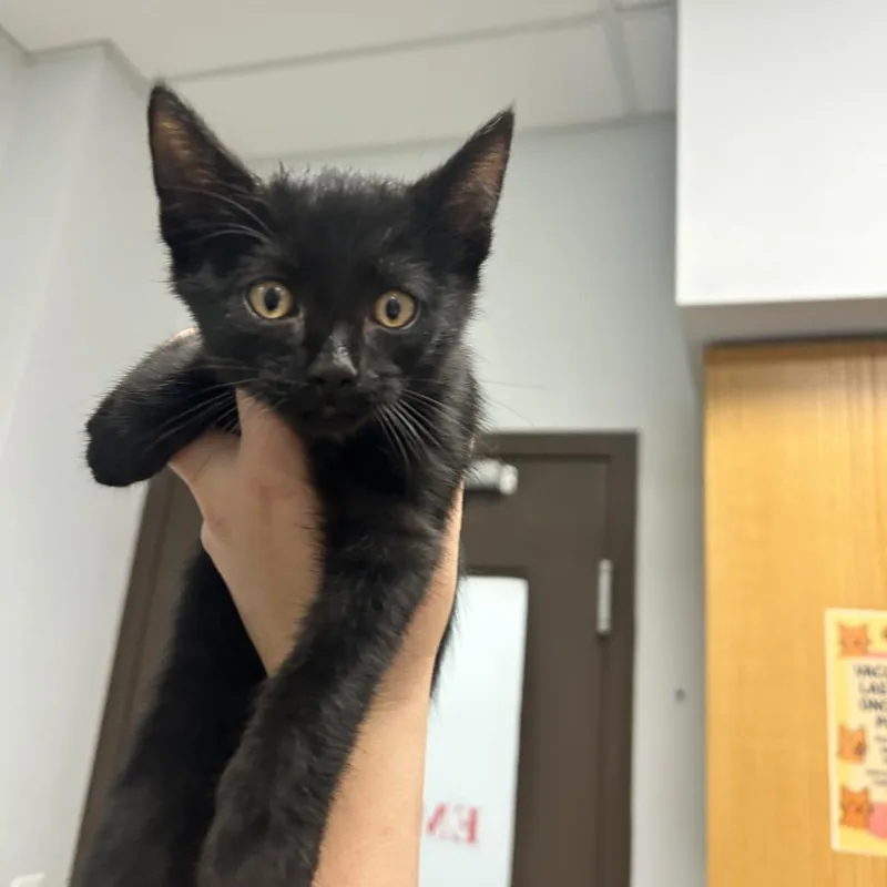 A baby small-sized female Black Domestic Short Hair cat named Nigiri for adoption in Durango, CO