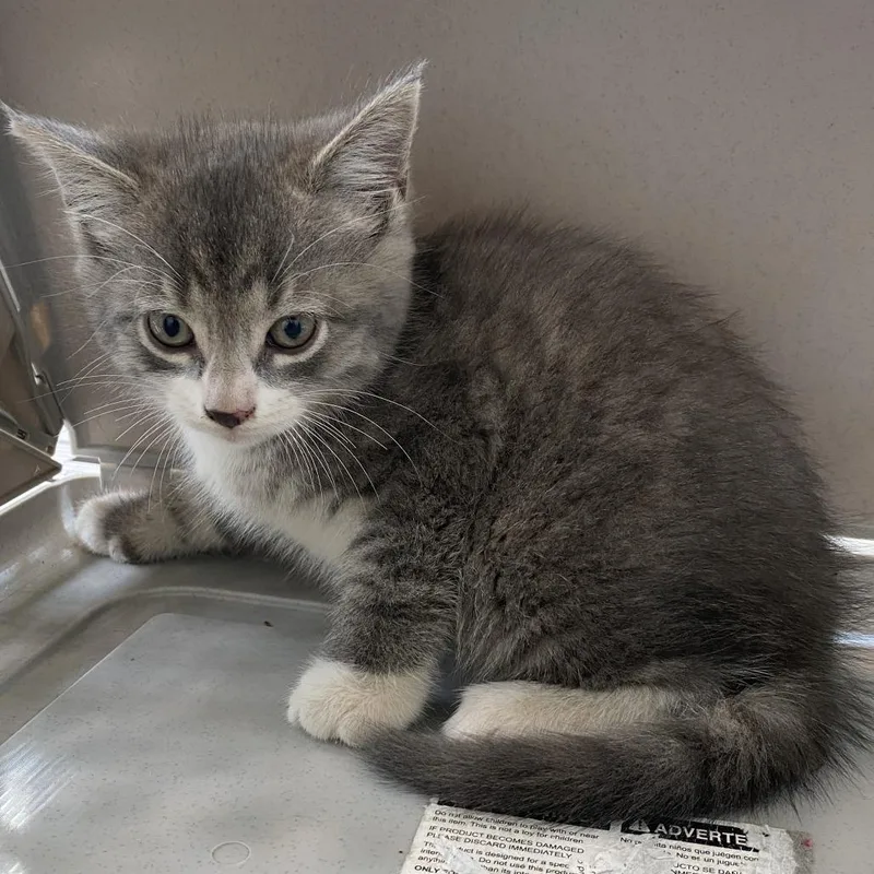 A baby small-sized male Gray / Blue / Silver Domestic Short Hair cat named 71274 for adoption in Harrisonburg, VA