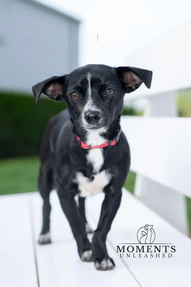 A baby small-sized female Black Chihuahua dog named Bloom for adoption in Myakka City, FL