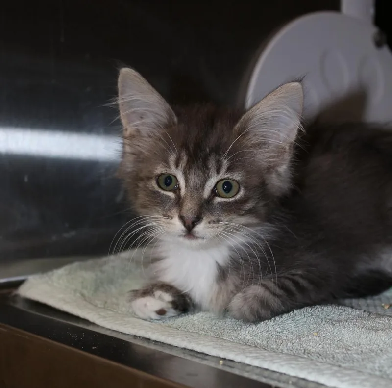 A baby medium-sized female Domestic Medium Hair cat named Acura for adoption in Shoreline, WA