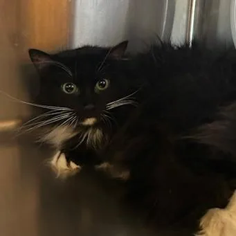 A senior medium-sized female Black Domestic Long Hair cat named Josie for adoption in Knoxville, TN