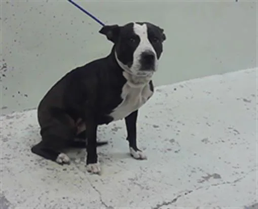 A young medium-sized female Staffordshire Bull Terrier dog named Iris for adoption in Houston, TX