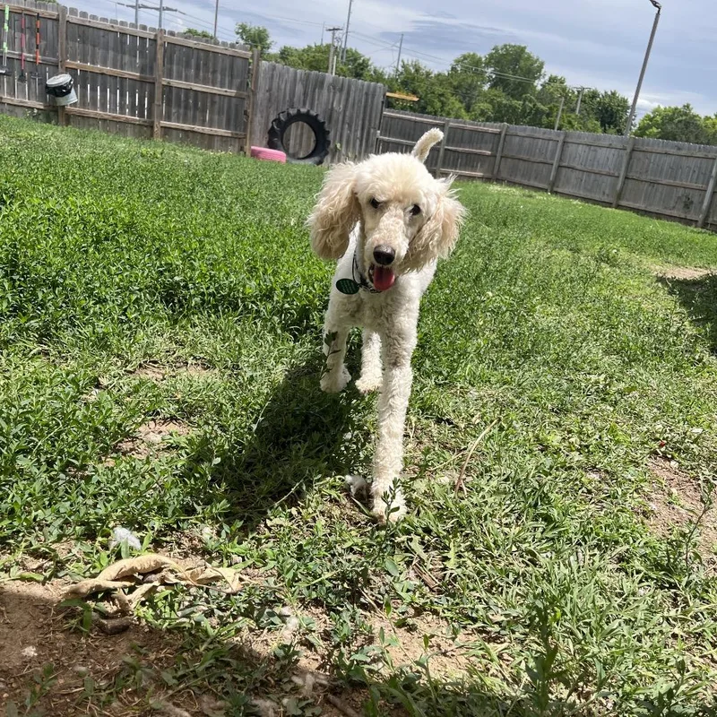 An adult small-sized female White / Cream Miniature Poodle dog named Balie for adoption in Shawnee, KS