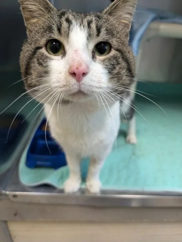 An adult medium-sized male Tabby (Tiger Striped) Domestic Short Hair cat named Deet for adoption in Warren, PA