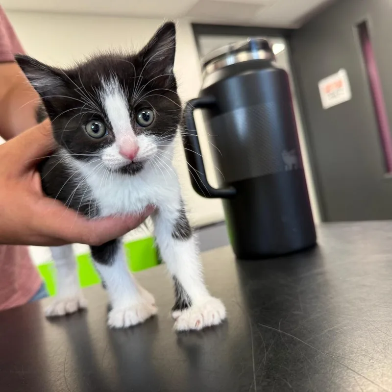 A baby small-sized female Black Domestic Short Hair cat named Polly for adoption in Ponca City, OK
