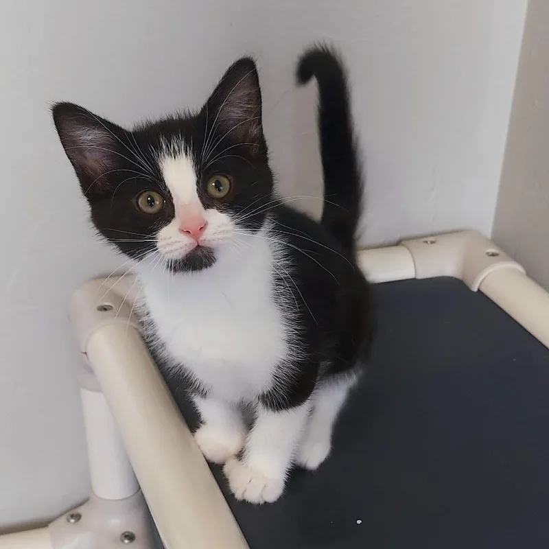 Polly thumbnail 2