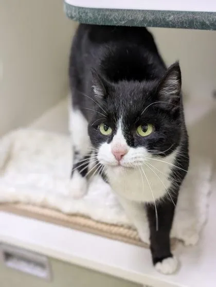 A baby small-sized female Domestic Short Hair cat named Rogue for adoption in Mansfield, TX
