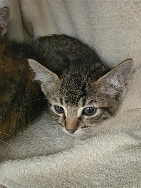 Mouse