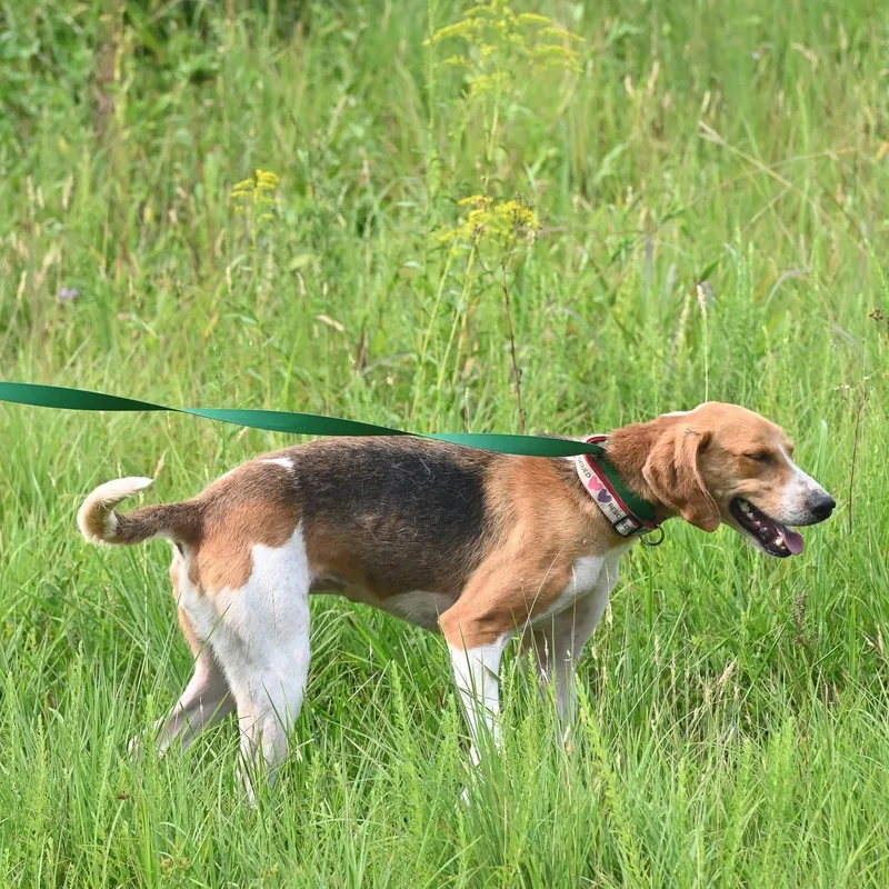 A young medium-sized female American Foxhound dog named Ella for adoption in Cumberland , VA