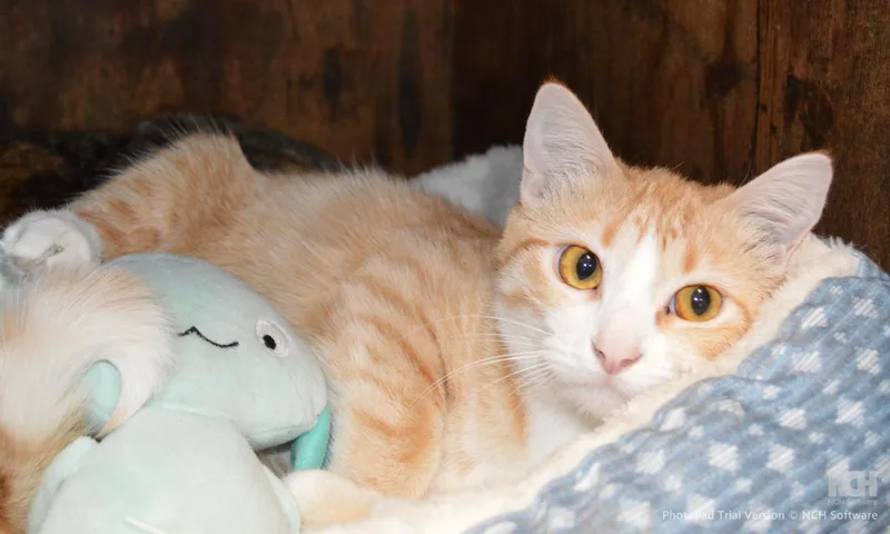 A young medium-sized female Orange & White Domestic Short Hair cat named Sophoie for adoption in House Springs, MO