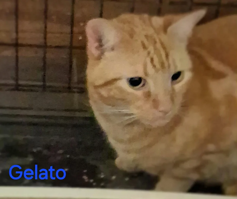An adult medium-sized male Orange / Red Domestic Short Hair cat named Gelato for adoption in Oviedo, FL