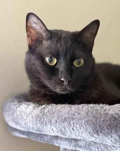 An adult small-sized female Domestic Short Hair cat named Arizona Yr+ for adoption in Fort Worth, TX