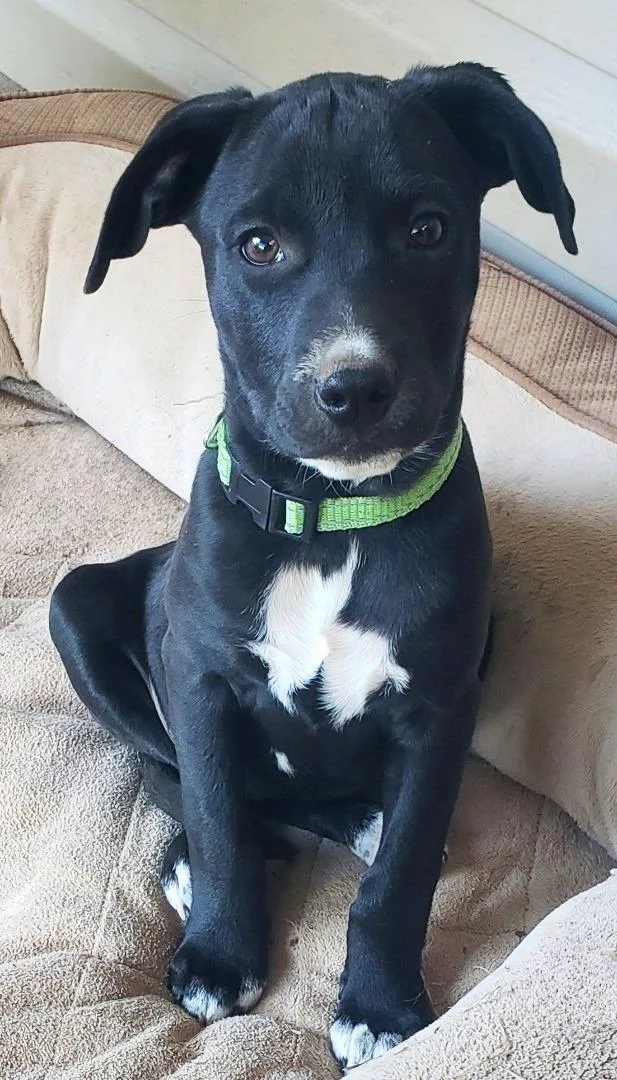 A baby medium-sized female Black Labrador Retriever dog named Sissy for adoption in Chatham, NJ