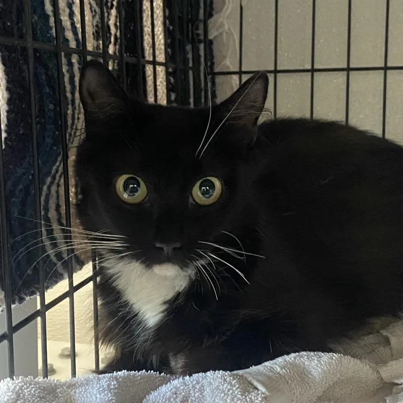 A young medium-sized female Black Domestic Medium Hair cat named Chamoy for adoption in Rifle, CO