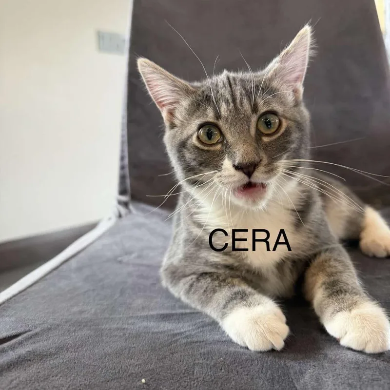 Cera Miller