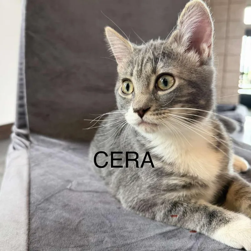 Cera Miller thumbnail 2