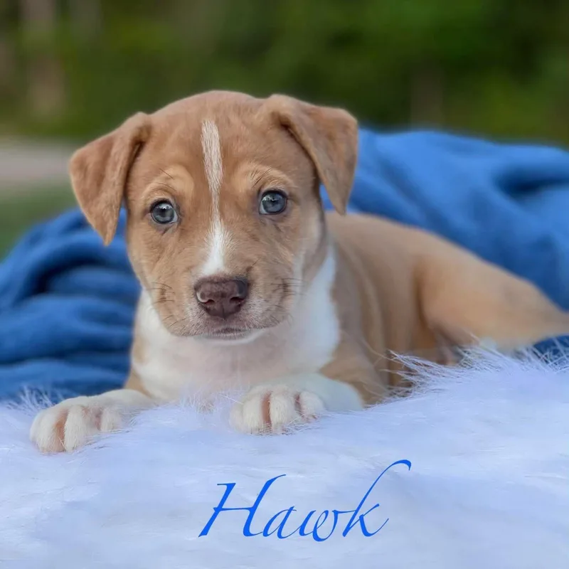 Hawk