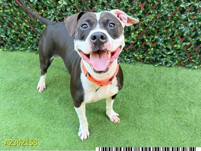 A young large-sized female Mixed Breed dog named Binki for adoption in West Palm Beach, FL