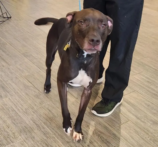 An adult large-sized male Pit Bull Terrier dog named Scout for adoption in St. Louis, MO