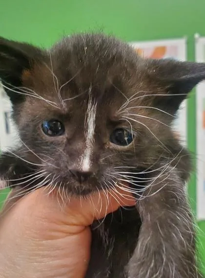 A young large-sized male Domestic Short Hair cat named Galaga for adoption in Kansas City, MO