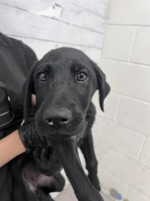 Sheila