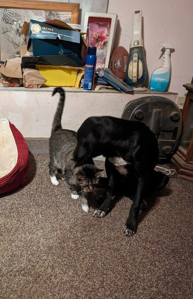 Yellow Creek : Zafar thumbnail 3