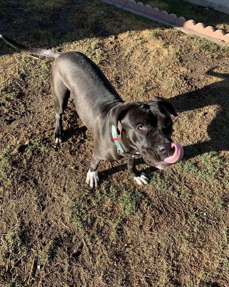 An adult large-sized female Labrador Retriever dog named Tessa for adoption in Santa Monica, CA