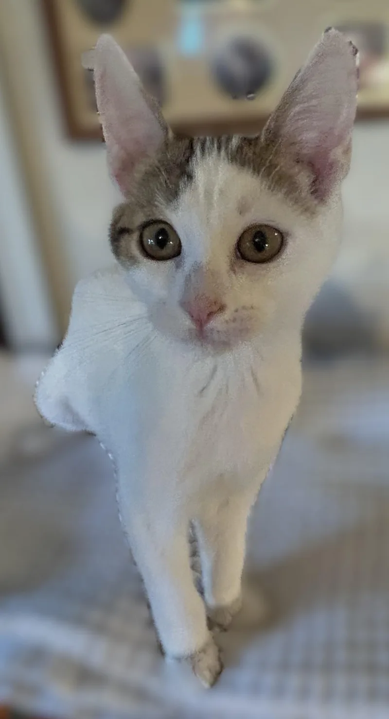 Poptart