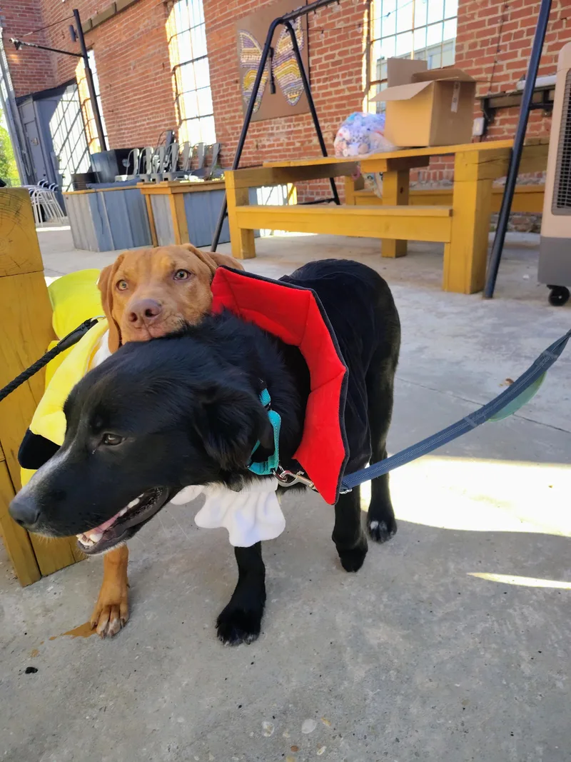 A baby large-sized female Apricot / Beige Bloodhound dog named Georgia for adoption in Ellaville, GA