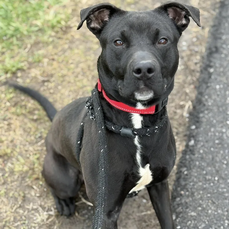 A young medium-sized male Terrier dog named Miles for adoption in North Syracuse, NY