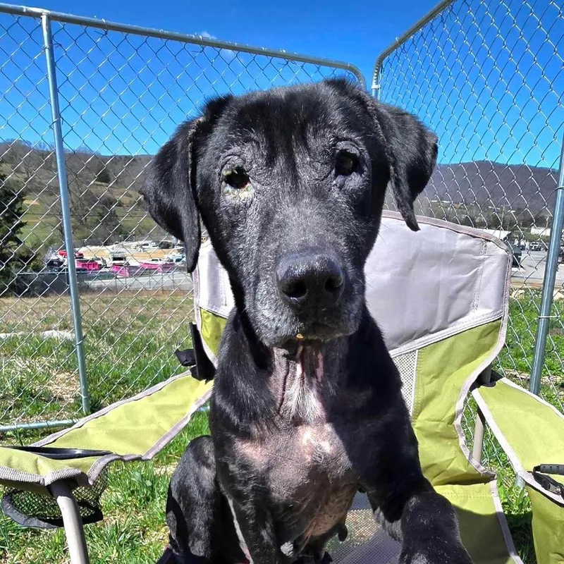 A senior medium-sized female Black Black Labrador Retriever dog named Florence for adoption in Caryville, TN
