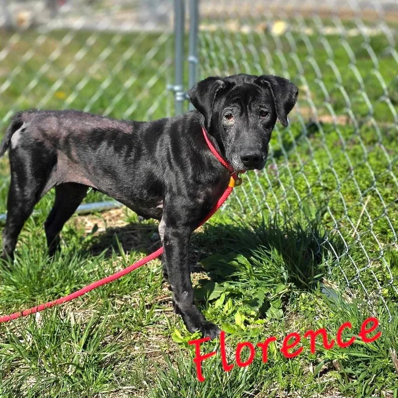 Florence thumbnail 2