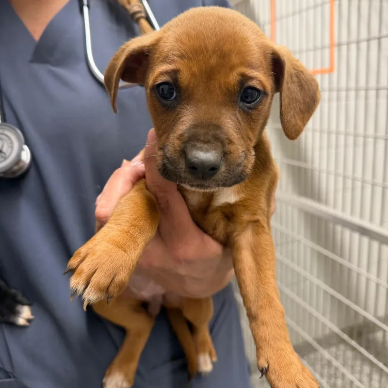 A baby small-sized female Brown / Chocolate Pit Bull Terrier dog named Snack Wrap for adoption in Morganton, NC