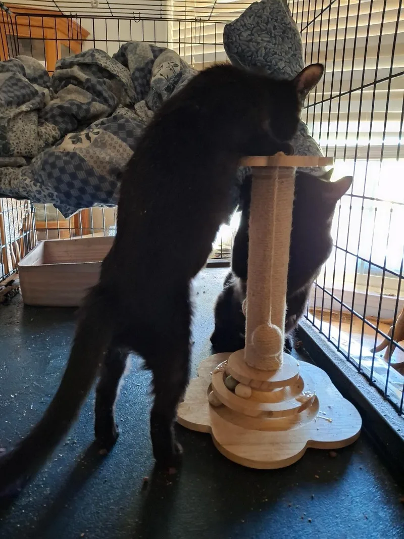 A young small-sized female American Shorthair cat named Elora for adoption in Cottonwood, CA