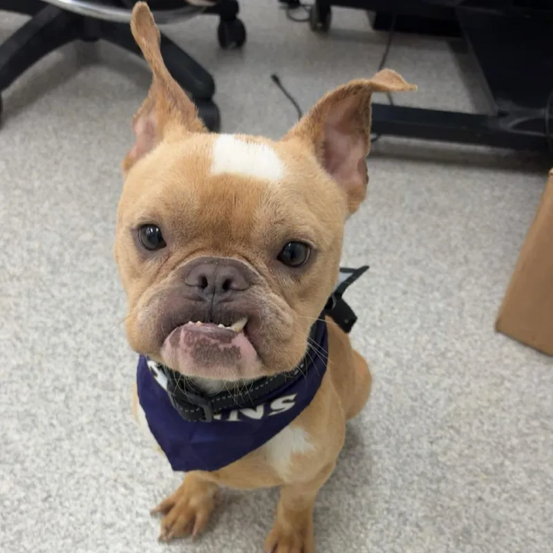 An adult small-sized male English Bulldog dog named Grem for adoption in Rockville, MD