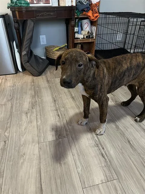An adult medium-sized female American Staffordshire Terrier dog named Pinta for adoption in San Antonio, TX