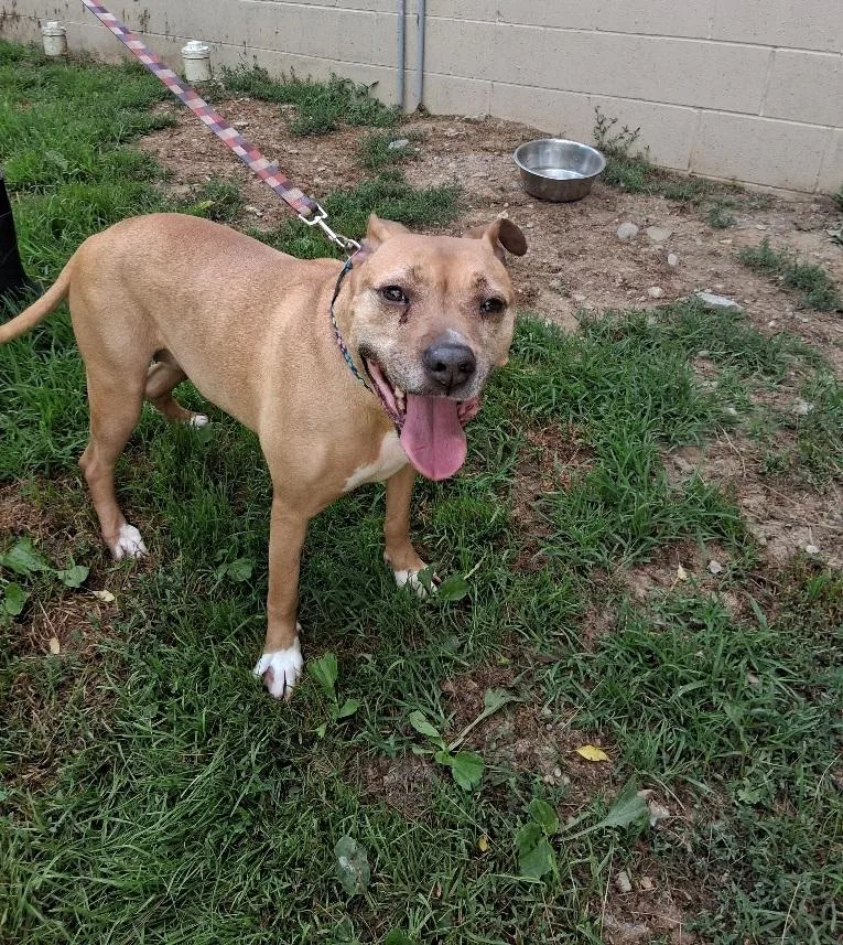 An adult large-sized female Pit Bull Terrier dog named Charlotte for adoption in Philippi, WV