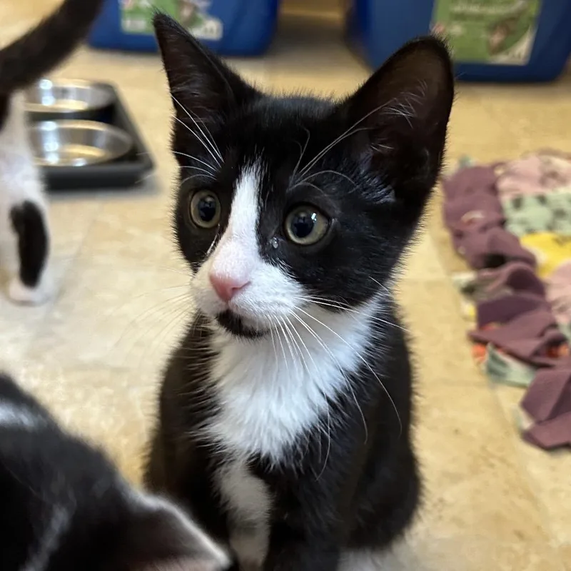 A baby small-sized female Black Domestic Short Hair cat named Ethel for adoption in Bel Air, MD