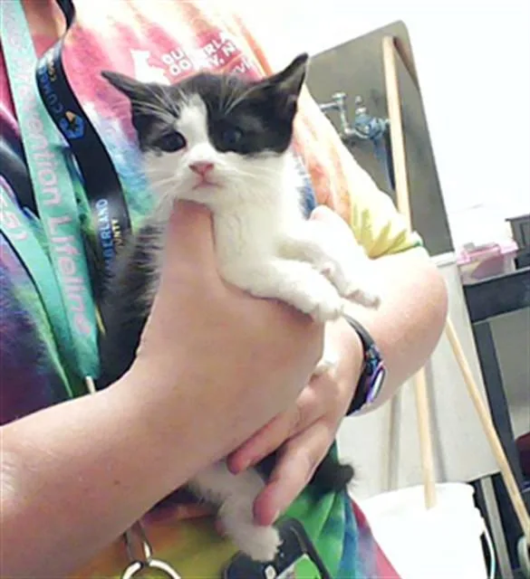 A baby small-sized male Domestic Short Hair cat named Oswald for adoption in Fayetteville, NC