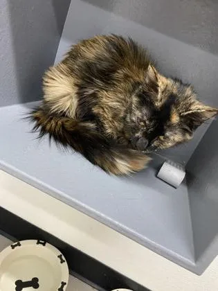 An adult small-sized female Domestic Medium Hair cat named Izzy for adoption in West Chester, PA