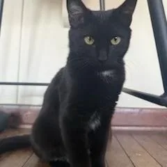 A young medium-sized female Black Domestic Short Hair cat named Quaker Oats for adoption in Evanston, IL