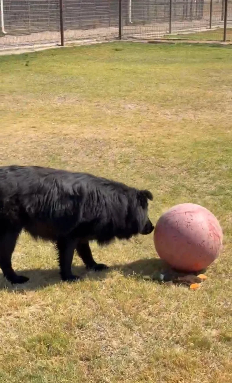 An adult large-sized male Flat-Coated Retriever dog named Jonah for adoption in Grafton, WI