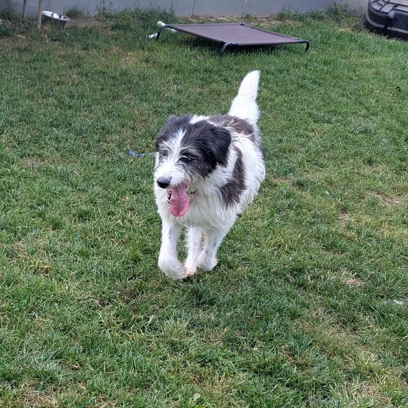 An adult medium-sized female Black Sheep Dog dog named Scruffle for adoption in Harrisonburg, VA