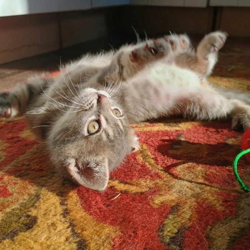A baby small-sized male Gray / Blue / Silver Domestic Short Hair cat named Oscar for adoption in Carmel, IN