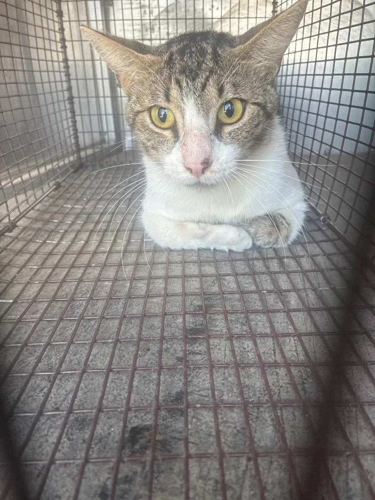 A young medium-sized male Domestic Short Hair cat named Zoomie for adoption in New Braunfels, TX