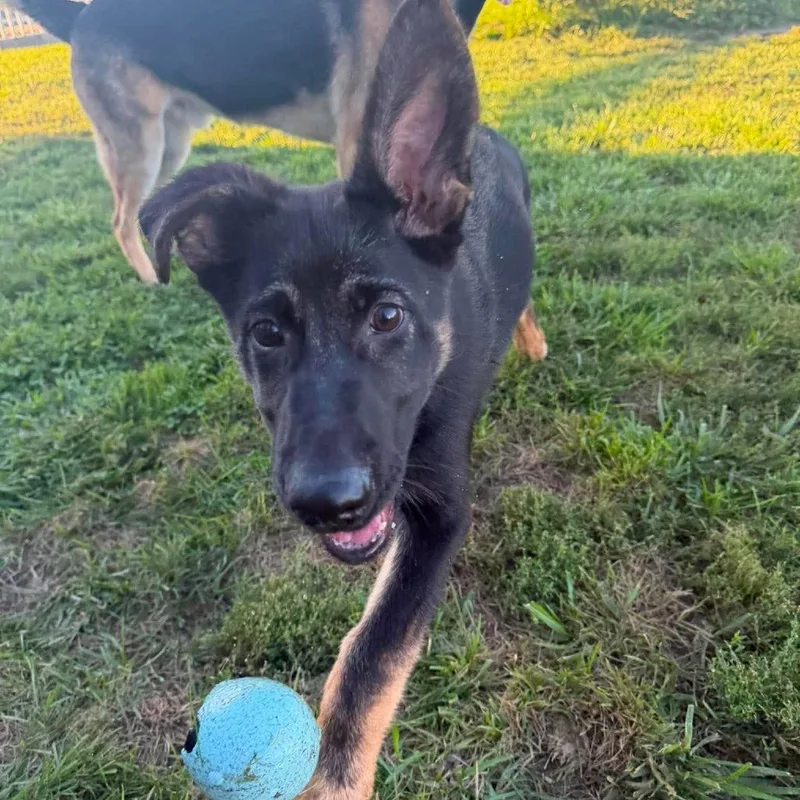 A baby large-sized male German Shepherd Dog dog named Titan for adoption in Farmersville, OH