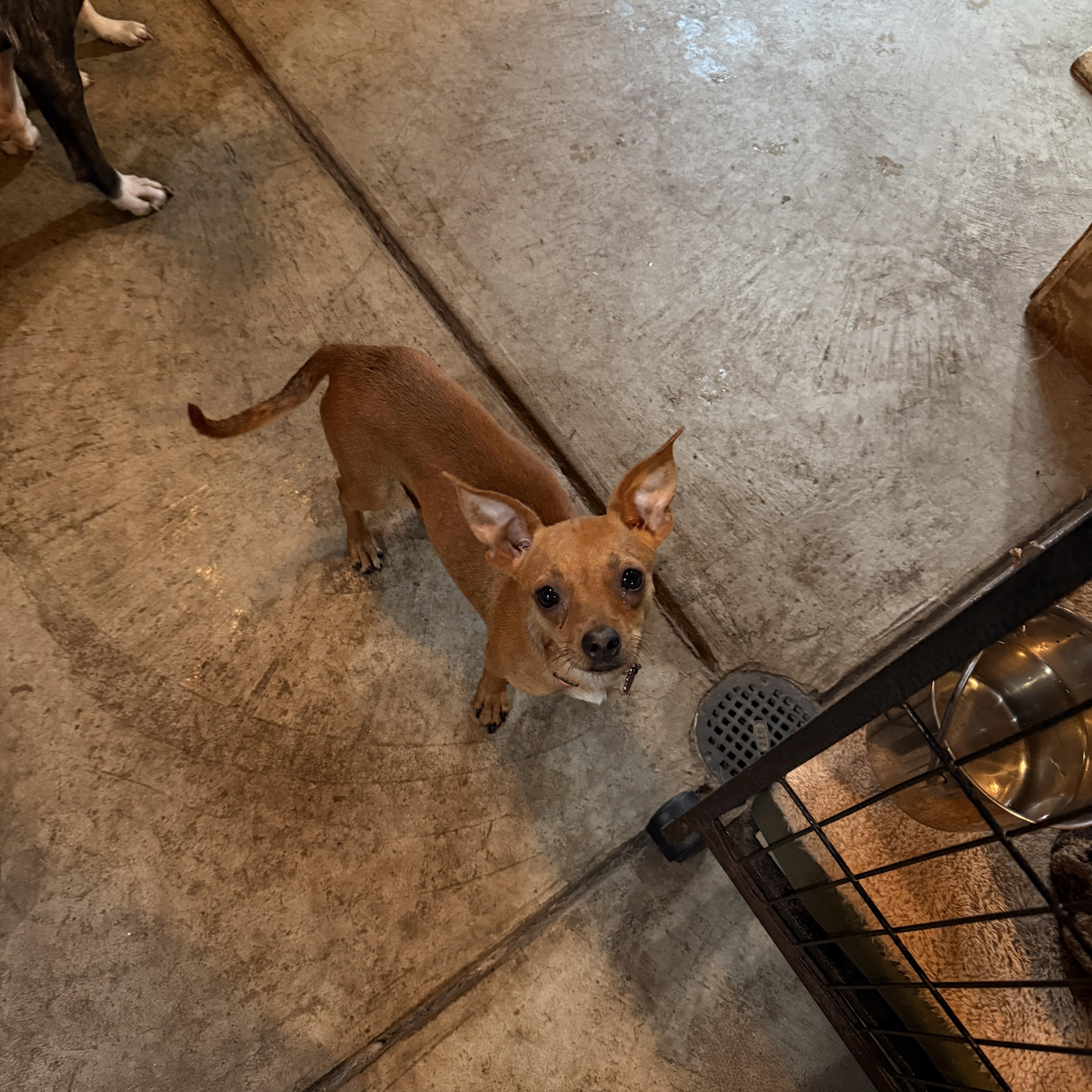 A young small-sized female Chihuahua dog named Zoey for adoption in Albion, NY