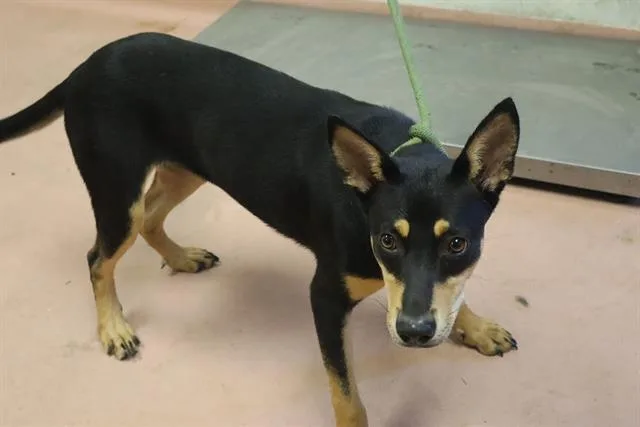 A young medium-sized female Mixed Breed dog named Gale for adoption in Columbia, SC